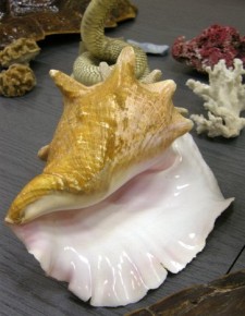 Skrzydelnik olbrzymi (Strombus gigas) to jeden z gatunków zagrożonych przez nielegalny handel - prowadzony m.in. w Internecie